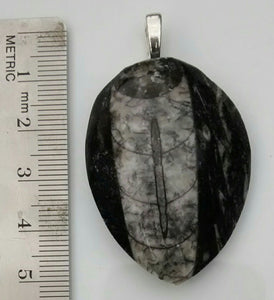 Orthoceras Fossil Pendant